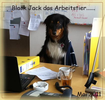 Black-Jack-arbeitstier